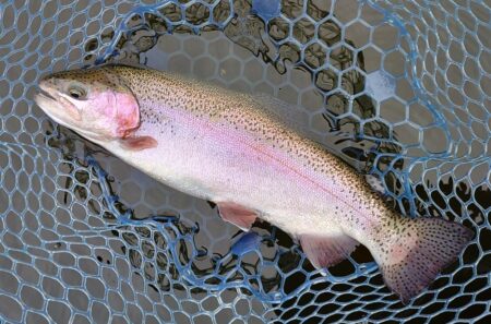 バンバン当たるわけではない ～岡崎トラウトポンド～